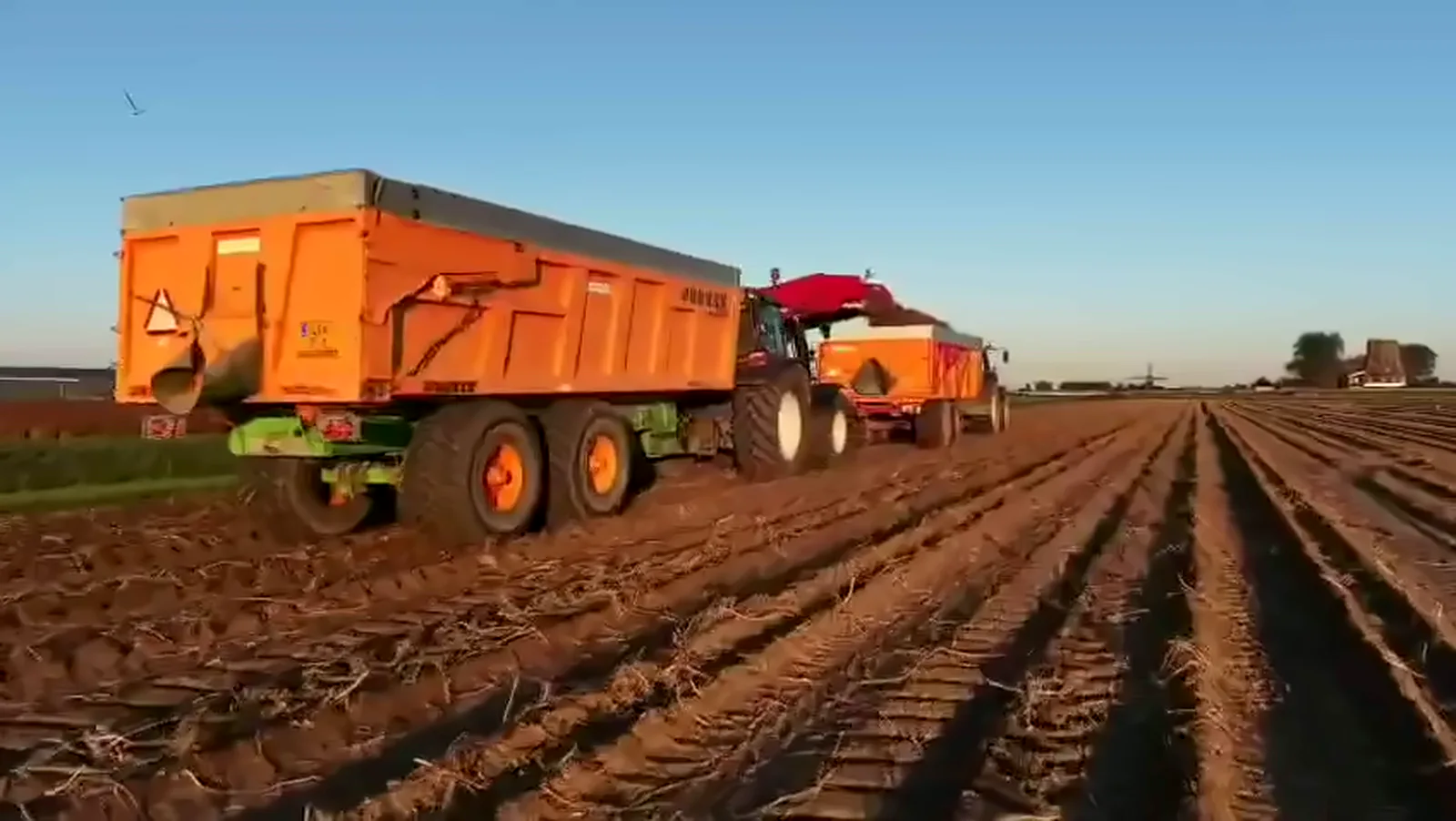Trekker met volle oranje kippers op de akker