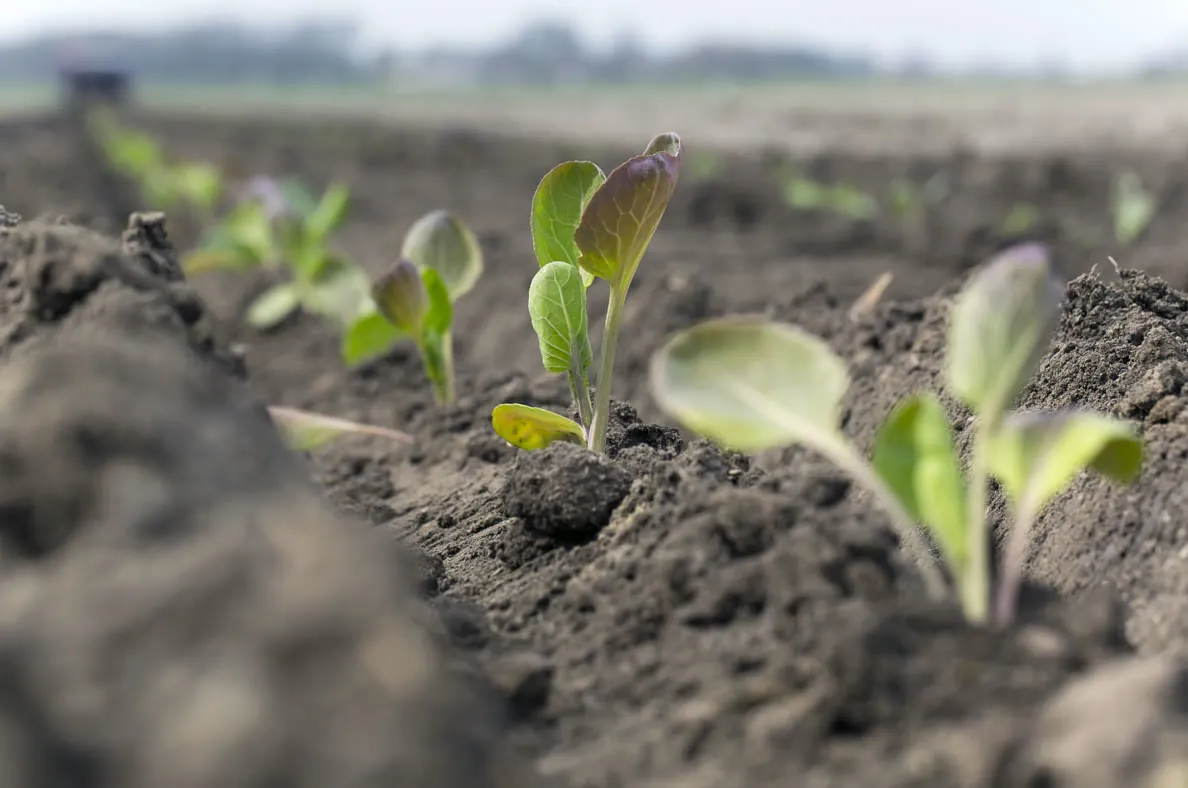Jonge spruitenplantjes in een rij op de akker